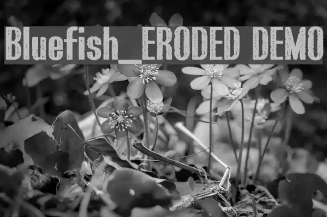 Bluefish_ERODED DEMO Шрифта examples