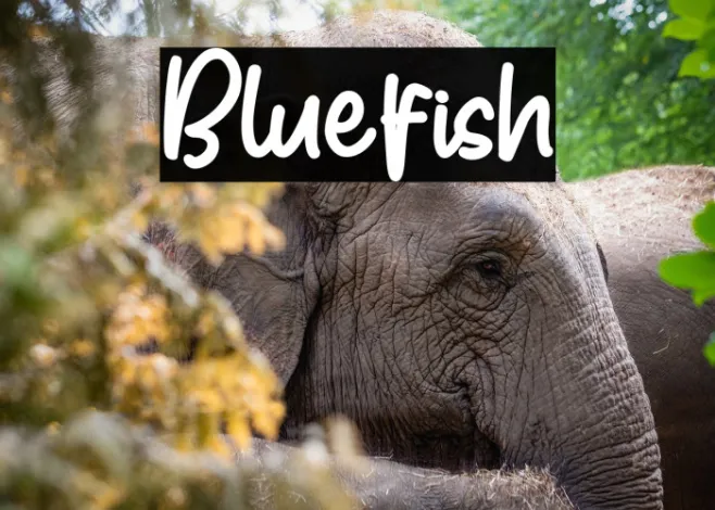 Bluefish Example 2