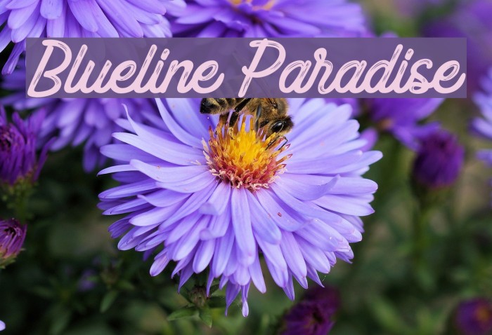 Blueline Paradise फ़ॉन्ट examples