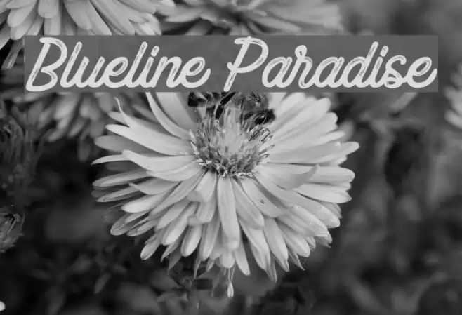 Blueline Paradise Font examples