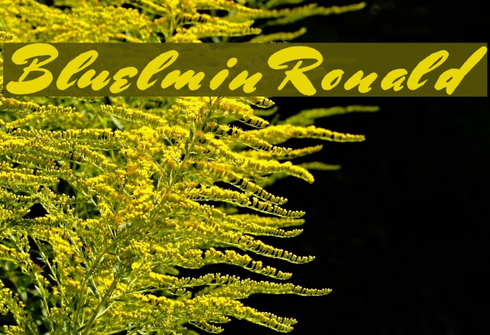 BluelminRonald Fonte examples