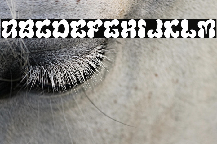 Blumebungabloem Demo Example 1