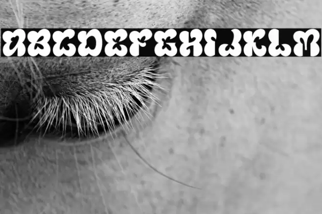 Blumebungabloem Demo Fuentes examples