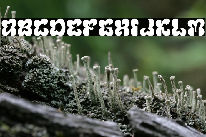 Blumebungabloem Demo Example 3