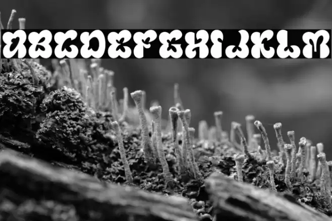 Blumebungabloem Demo Fuentes examples