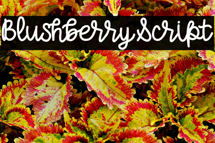 BlushberryScript Example 2