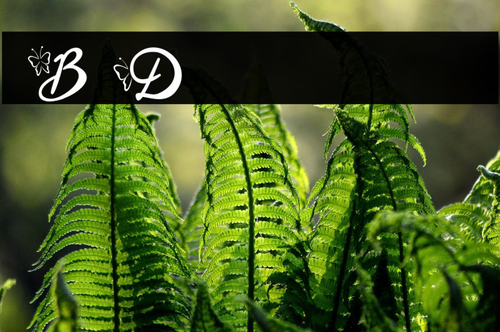 Blysher Demo Example 1