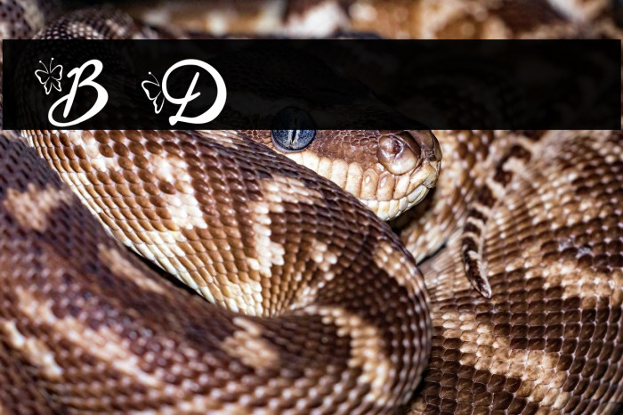 Blysher Demo Example 2