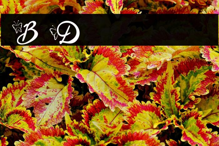 Blysher Demo Example 3