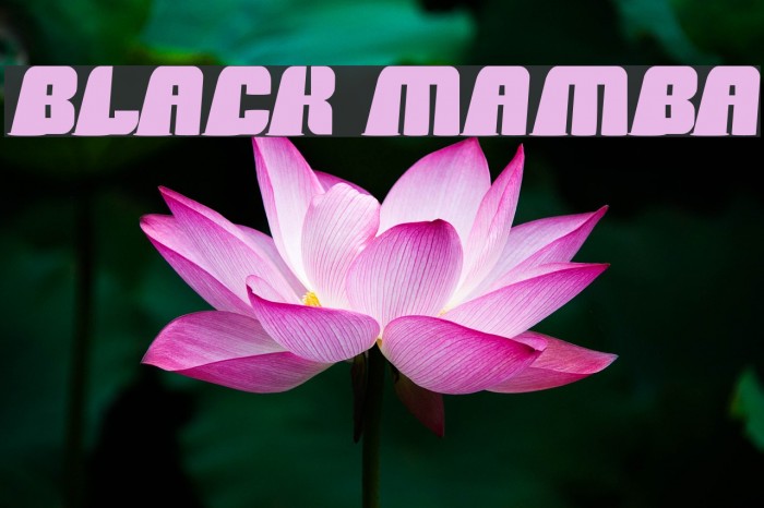 black mamba Шрифта examples