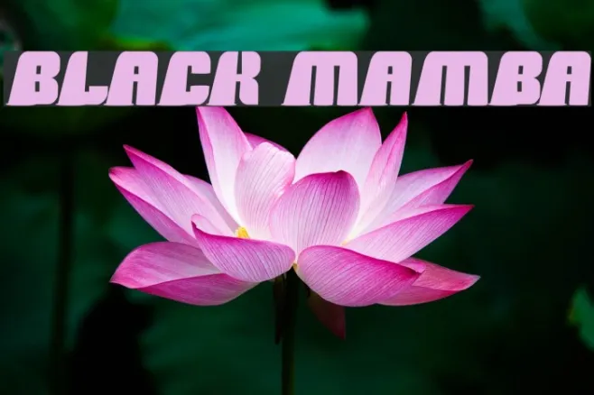 black mamba Example 2