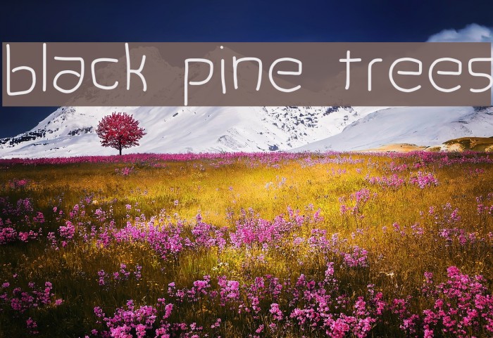 black pine trees Font examples