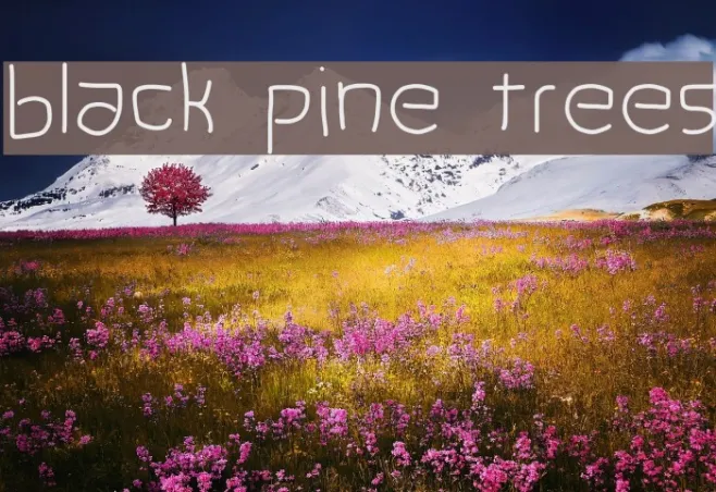 black pine trees Example 1