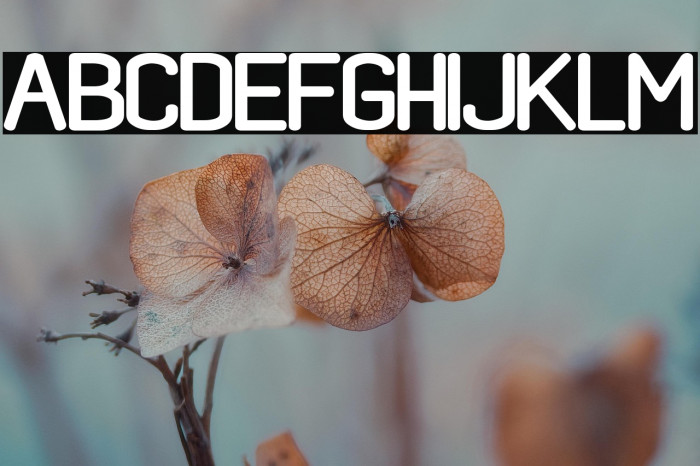 black rovers regular Example 1