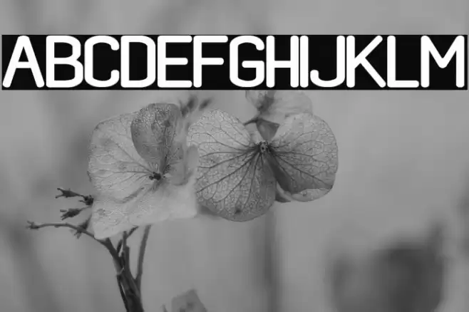 black rovers regular Fuentes examples