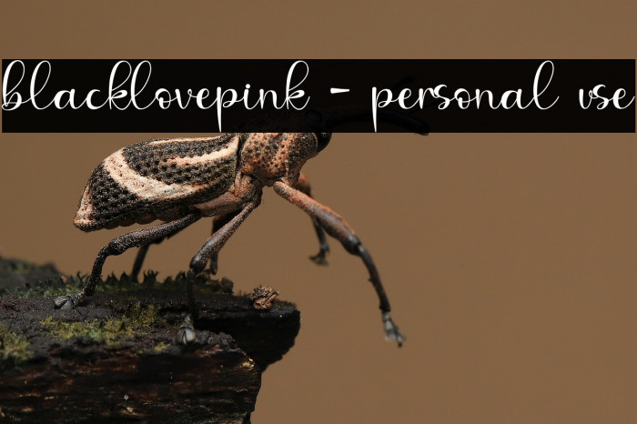 blacklovepink - personal use Example 1