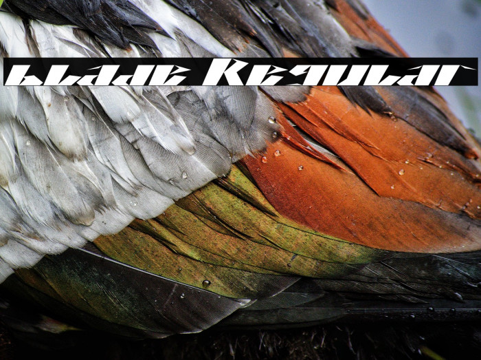 blade Regular Example 1