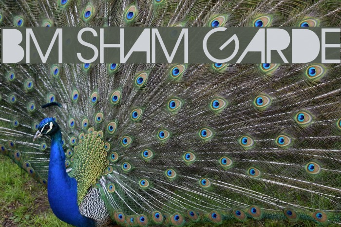 BM Sham Garde Font examples