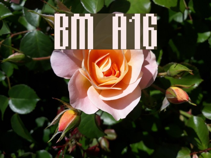 BM delico A16 Font examples