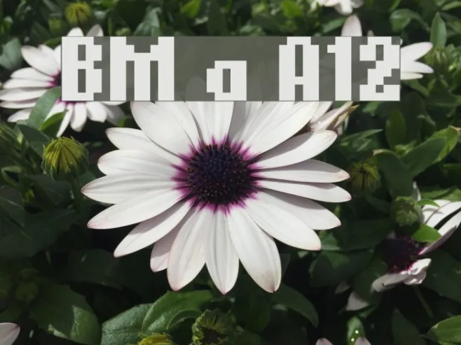 BM germar A12 Example 1