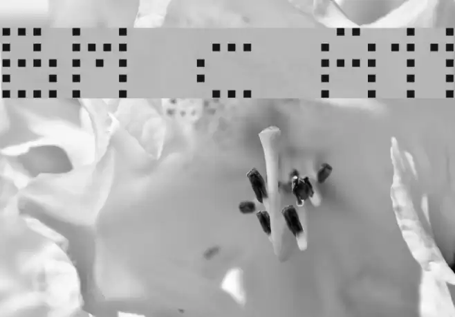 BM receipt A11 Font examples