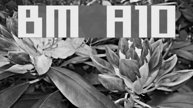 BM sly A10 フォント examples