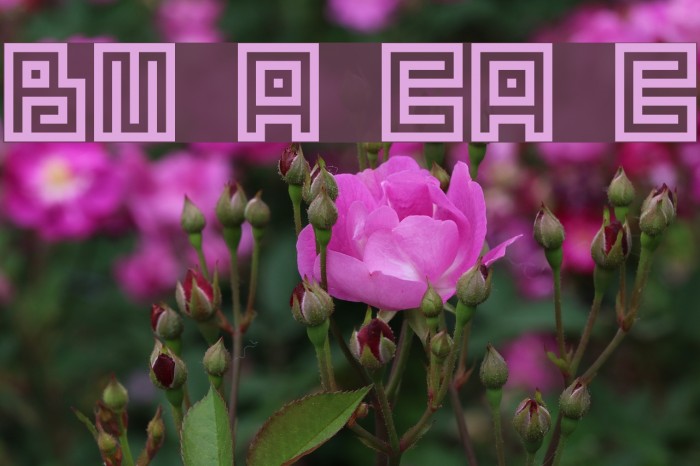BM spiral Cap Cyr Font examples