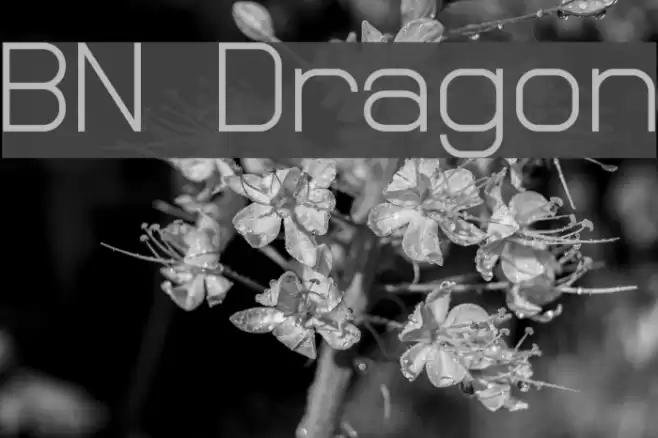 BN Dragon Font examples
