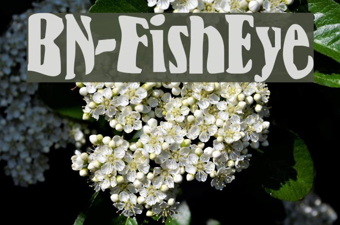 BN-FishEye Font examples