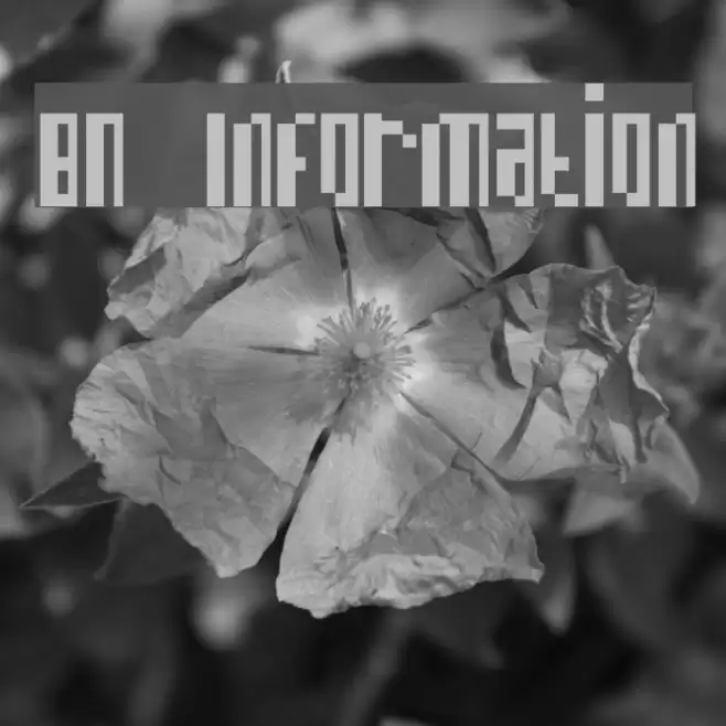 BN Information خط examples