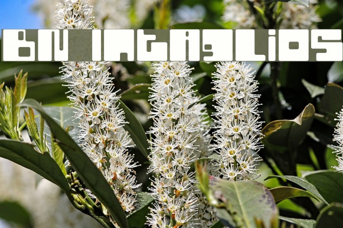 BN Intaglios Font examples