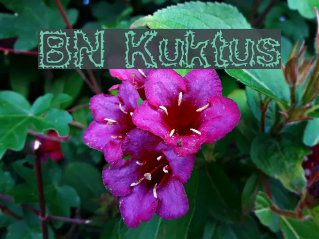 BN Kuktus Example 3