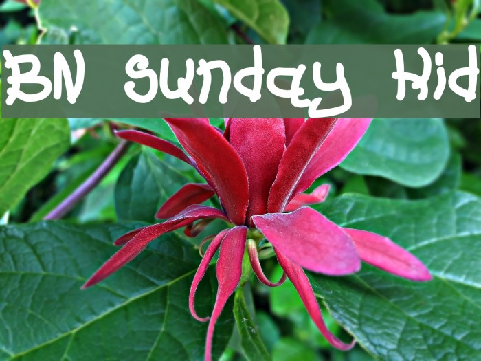 BN Sunday Kid Font examples