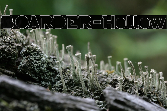 BOARDER-Hollow Example 2