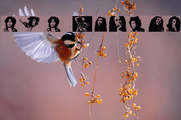 BOB MARLEY Example 2