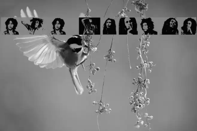 BOB MARLEY Font examples