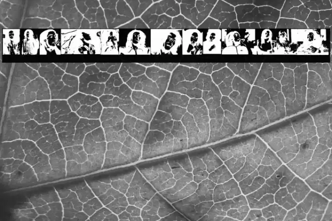 BOB NEVER DIES! Font examples