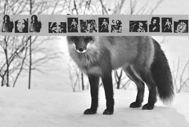 BOB NEVER DIES Font examples