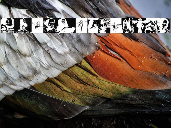 BOB The Lion Singer Example 2