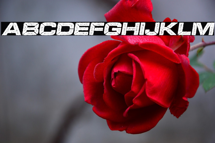 BOOKER ITALIC PERSONAL USE Bold Italic Example 1