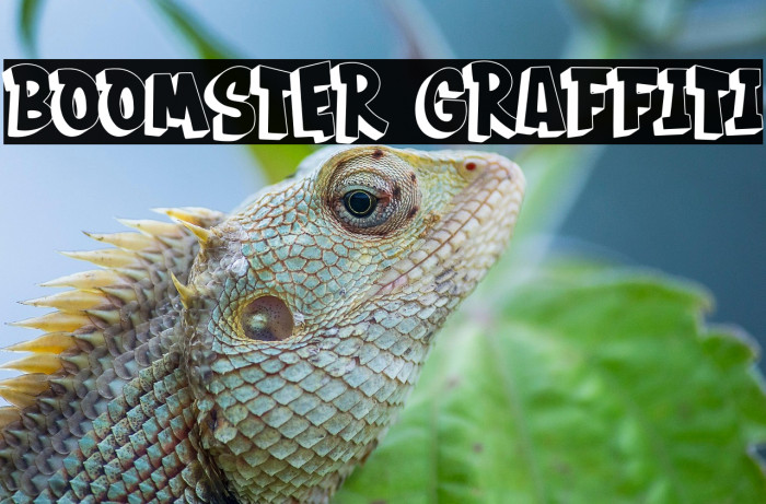 BOOMSTER Graffiti Example 3