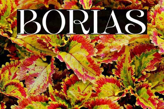 BORIAS Example 1