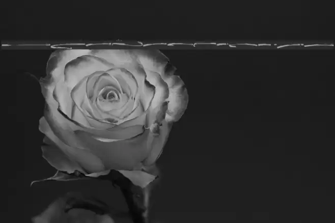 BOSTHON Swash Font examples