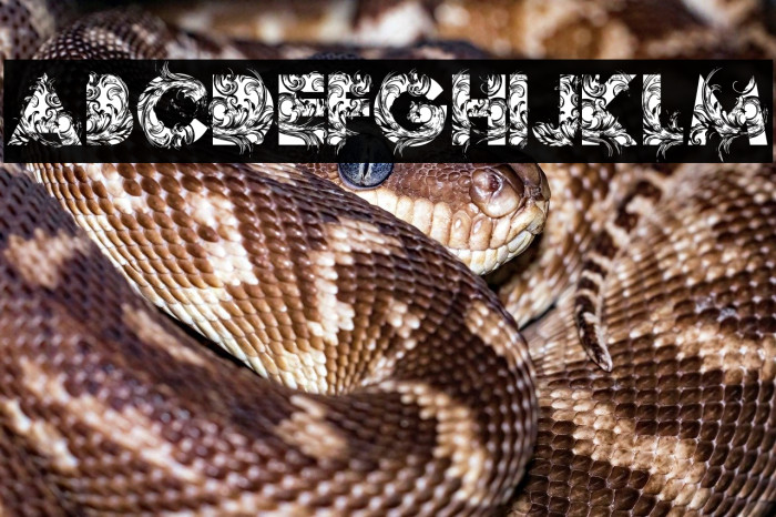 BOTANIC PERSONAL USE Bold Example 3