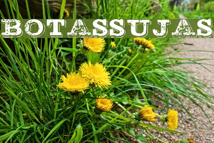 BOTASSUJAS Font examples