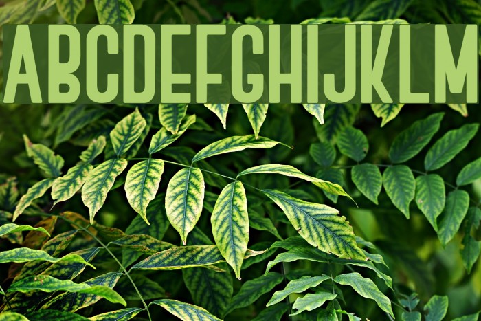 BOVEN 2 Font examples
