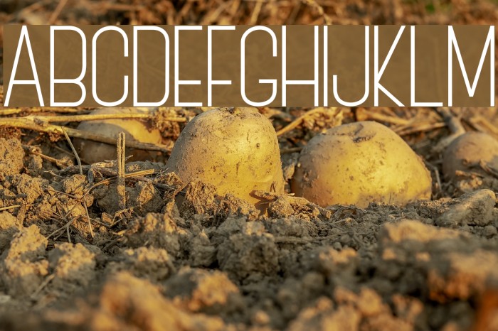 BOVEN 3 Font examples