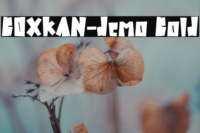 BOXKAN-demo Bold Example 1