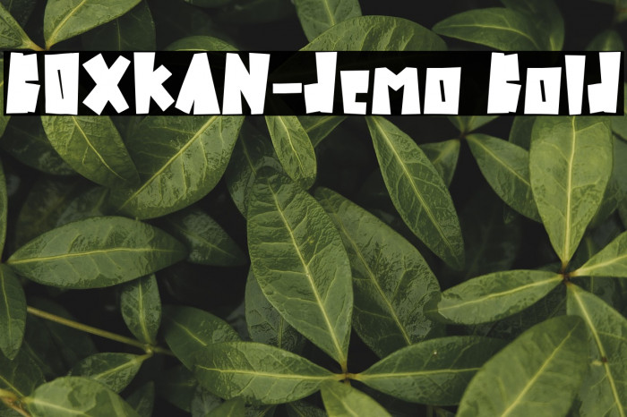 BOXKAN-demo Bold Example 2