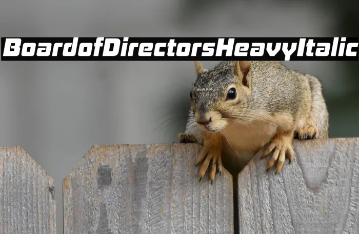 Board of Directors Heavy Italic Example 2